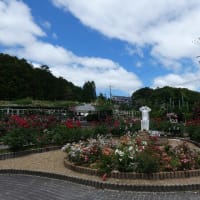 奈良市中町・霊山寺～薔薇庭園②～