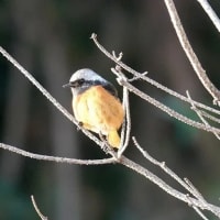 06/22探鳥記録写真：2月に出会った鳥たち①