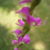 ネジバナ＜和名で呼ばれる野の花＞