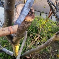 庭木の伐採