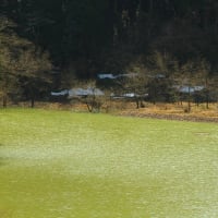 早春のダム湖。。。