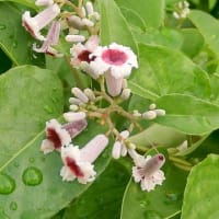ご近所散歩～小暑に咲く花～