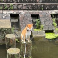 久しぶりのチャレンジで足がすくんだ柴犬ひのき