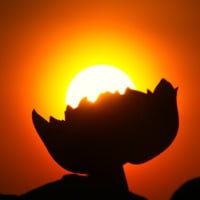 朝の散歩　平池緑地公園　58　日の出とシルエット