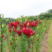 蜻蛉池公園のゆり