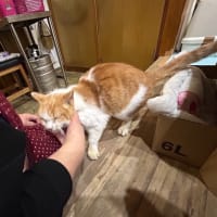 看板猫のいるお店で猫猫飲み 3 (2312-3)