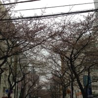 渋谷駅界隈3月27日、桜2分咲、あいにくの雨