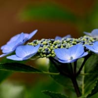 神代植物公園の今　　　　(Ameba 金井修治　r-sucre2のブログ　へ移行します。)>