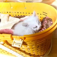 ヒメを保護して1年、今日を誕生日と認定！ 1歳おめでとうヒメ、トノと仲良くね♪