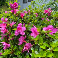猫草も便利になりました
