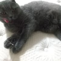 寝相のわるいごろ