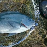 ＧＦＧ佐渡・群馬支部合同懇親会の釣り