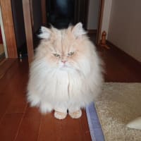 デカイ猫だと思ってたら…