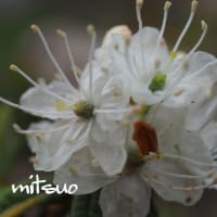 「姫磯躑躅の花が咲きました」　MY　GARDEN　2023.05.22日撮影