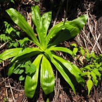 ノギランの群生地　萩荘地区