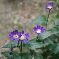 GWは庭のお花見