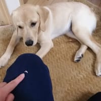 11月1日(月) 続・胃腸の調子がイマイチ&左上犬歯GET♡　　　13.0kg