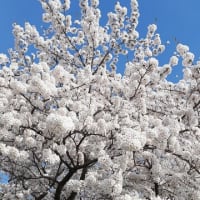 満開の桜を観賞