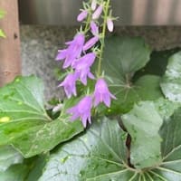 「入梅」という知らせ