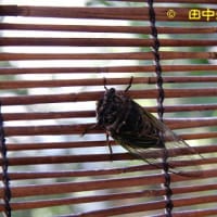 前夜脱皮のクマゼミは今朝、飛び立ちにも簾すがり