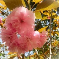 八重桜４種