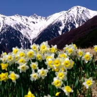 締めくくりは桜ではなく…-長野県駒ヶ根市：光前寺通り