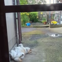 おはようございます。