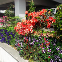 陽春の入院