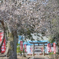 日本100名城＆番外　川越　三芳神社とおりゃんせ　2017-3-12