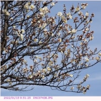 花梅　〈ウメの白い花　都立木場公園〉　