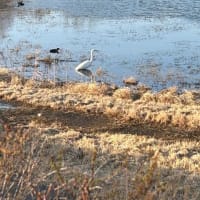 池の鳥