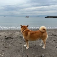 かわいがってくれた生徒の乗る船を見つめる柴犬ひのき