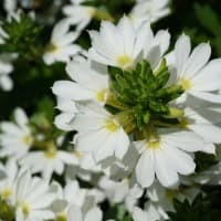 春～秋の花：スカエボラ②