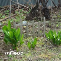 「鈴蘭の花が咲きました」　MY　GARDEN　2025.05.23日撮影