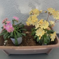 レウィシア・エリーゼ(Ｌewisia Erice)