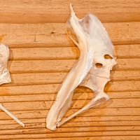 鯛の鯛は、魚の形をした、魚の骨である。 The Tai no Tai is a fish-shaped bone of a fish. 鯛中鯛 解説 説明図 エラの後ろの、ヒレの付け根の部分にある小骨
