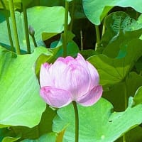 「大賀ハス」／小石川後楽園