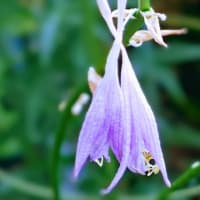 ７月始めに。薄紫２３･２４番咲いて儚く散って