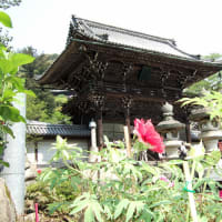 石楠花の室生寺