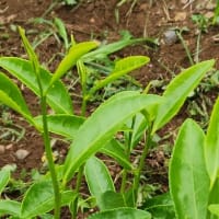 これからのお茶小売店