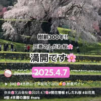 奈良🌸又兵衛桜🌸2025.4.7🌸#開花情報 #しだれ桜 #お花見　#桜 #本郷の瀧桜 #nara