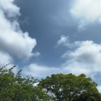 芝生で日光浴をするわんこのメリットは？