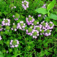 花楽の里