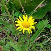 8月の八幡平大沼の花〜“花あるき”