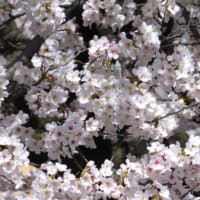 桜＠元町2013