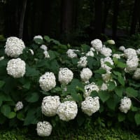 赤城自然園⑥シキンカラマツ
