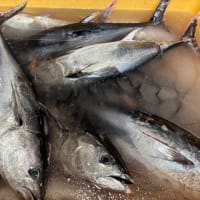 本日は時化模様につき…