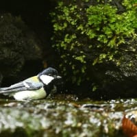ヒガラの水浴びなど