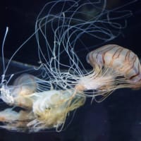 20250507　越前松島水族館