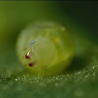 セスジスズメの孵化（続）
